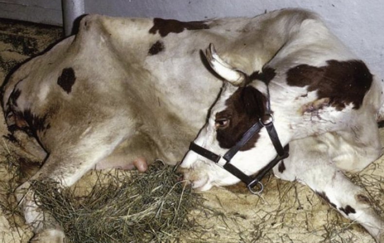 Послеродовое залеживание у коров