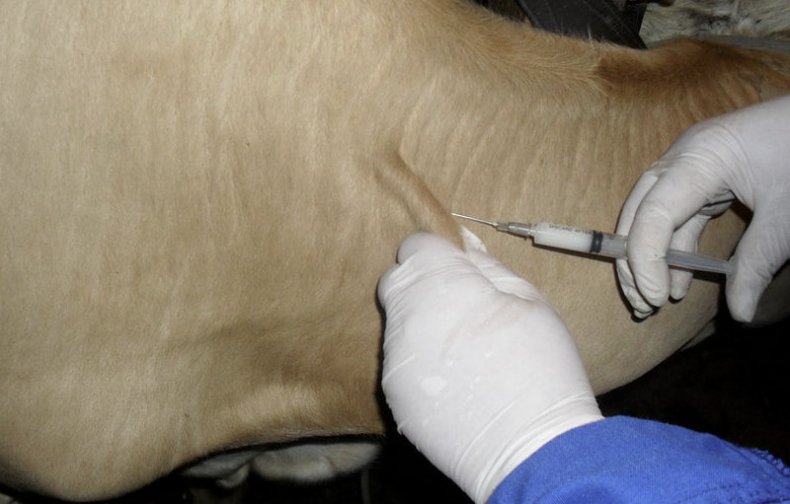 Ветеринар делает укол корове