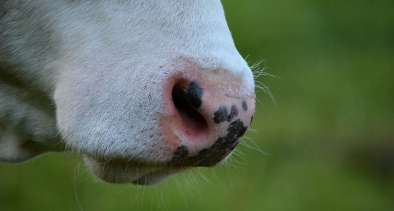 Причины обильного слюноотделения у коров