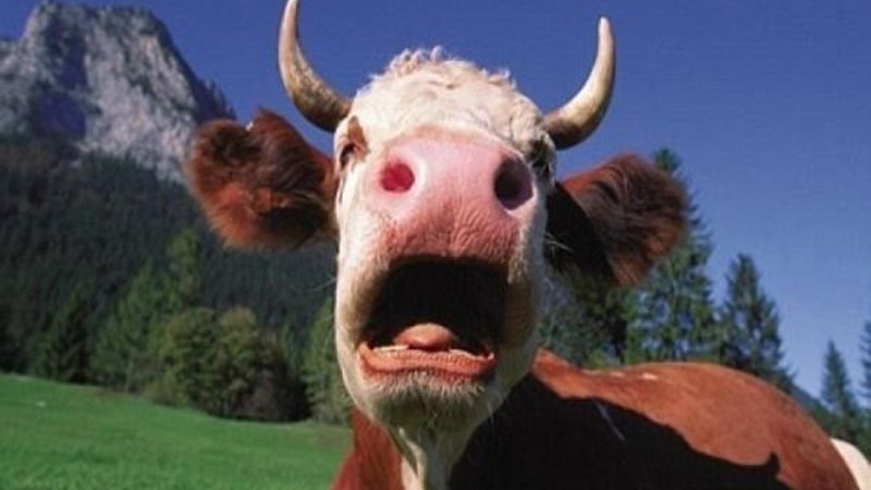 Коровье бешенство (губчатое заболевание мозга): признаки, профилактика ...