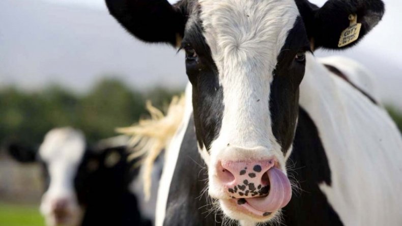 Причины обильного слюноотделения у коров