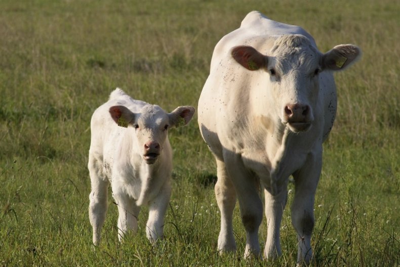 Корова и телёнок
