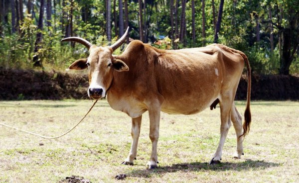 Зебу -горбатый бык из африки описание фото