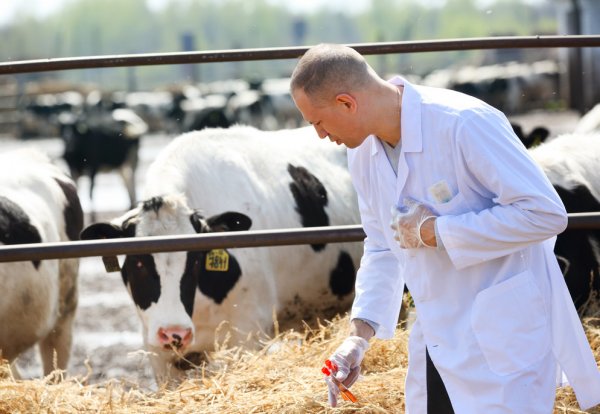 Бруцеллез у коров: что такое, симптомы и лечение