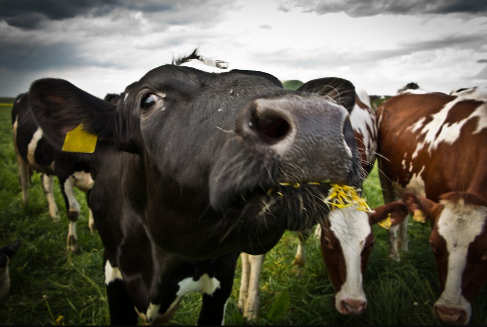 Болезнь коров бруцеллез что. Бруцеллез крупного рогатого скота. Бруцеллез КРС симптомы.