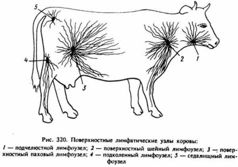 Поверхностные лимфатические узлы коровы