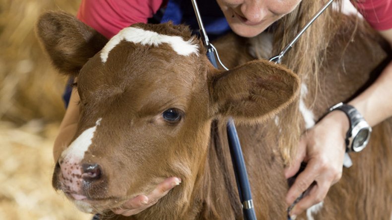 Осмотр коровы у ветеринара