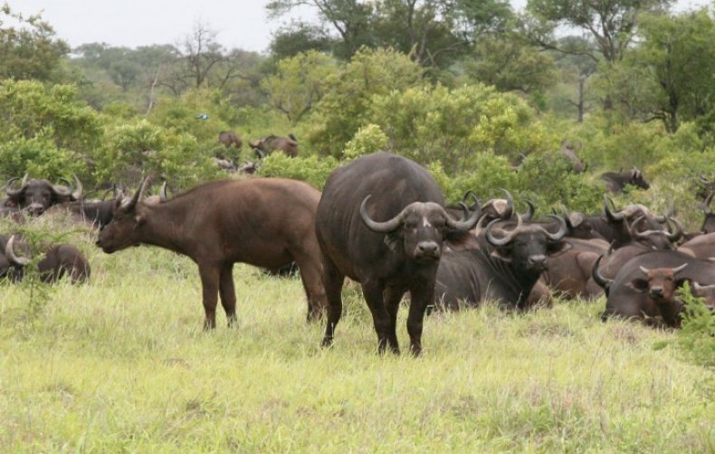 Африканские буйволы