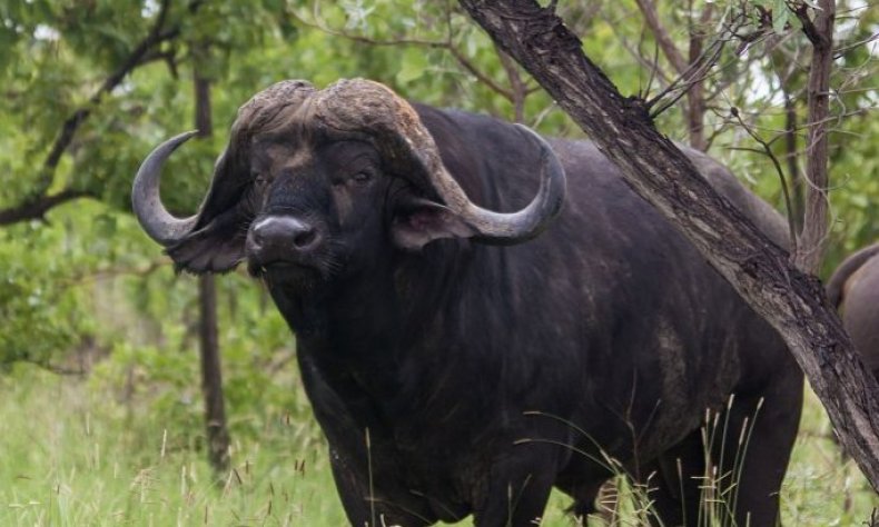 Капский буйвол