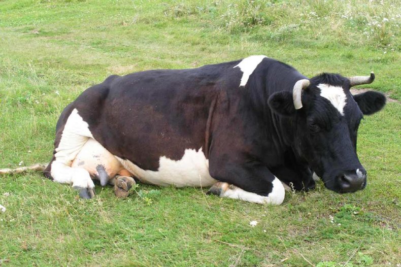 Воспаление лёгких у коровы