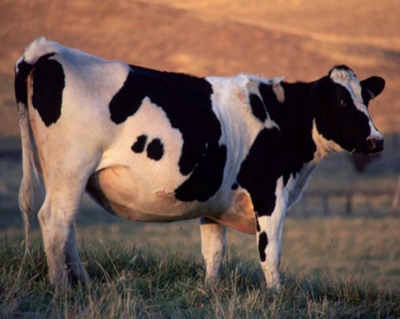 Отравление у коровы