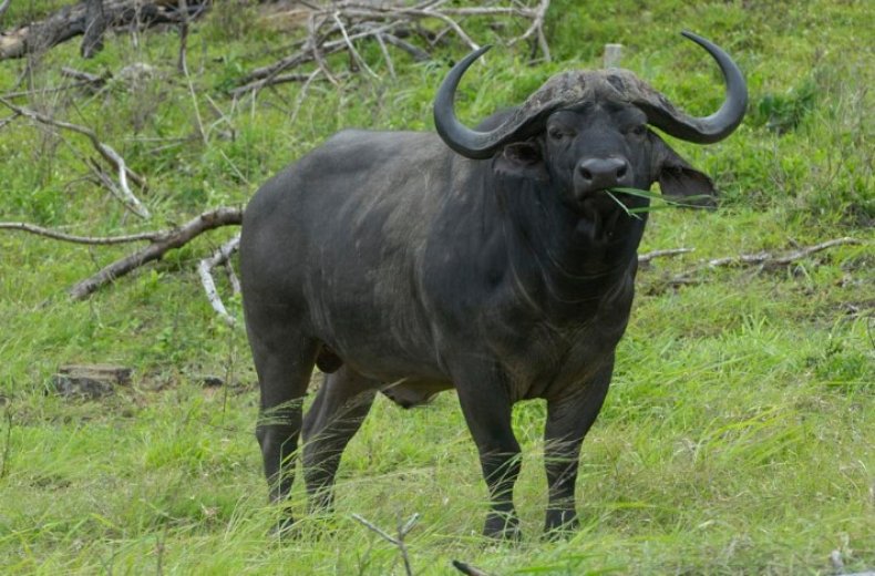 Питание буйволов
