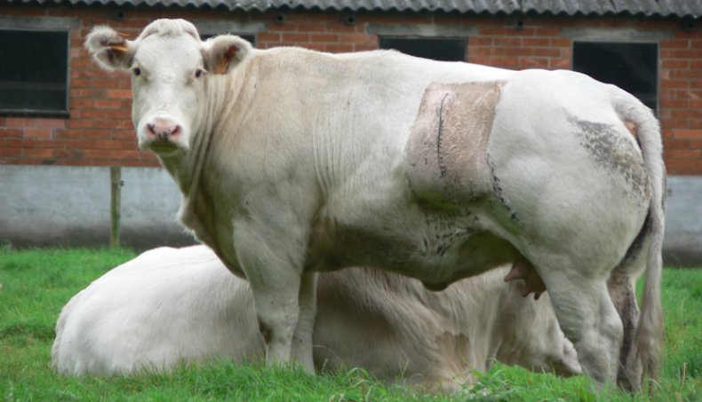 Коровы мясной породы