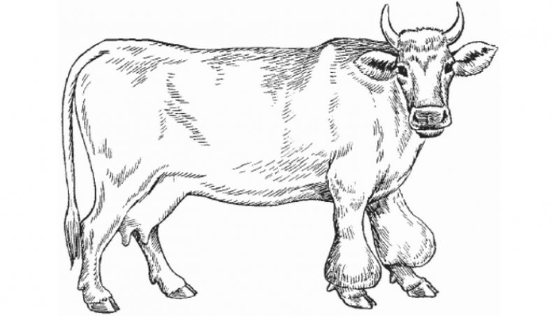 Бурсит у коровы
