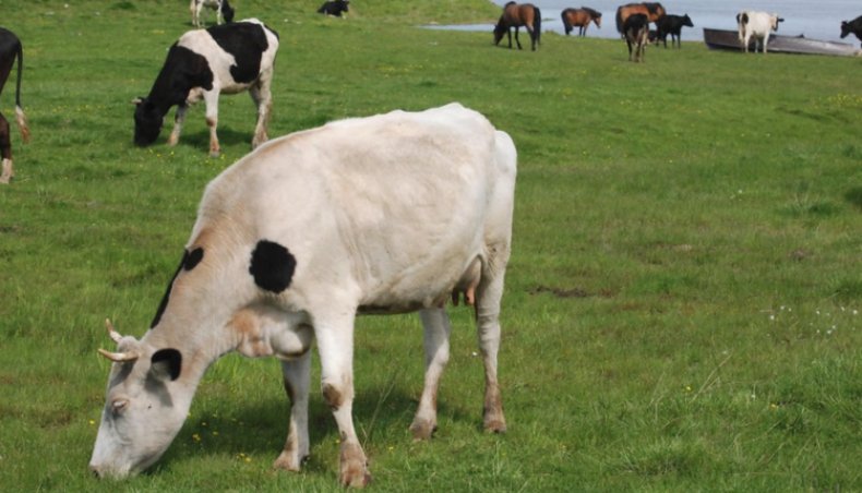 Выпас коровы на лугу, как метод профилактики бурсита