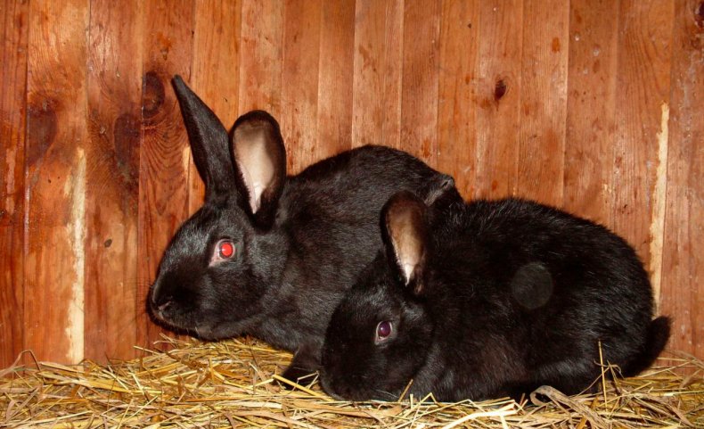 Кролики черно-бурой породы