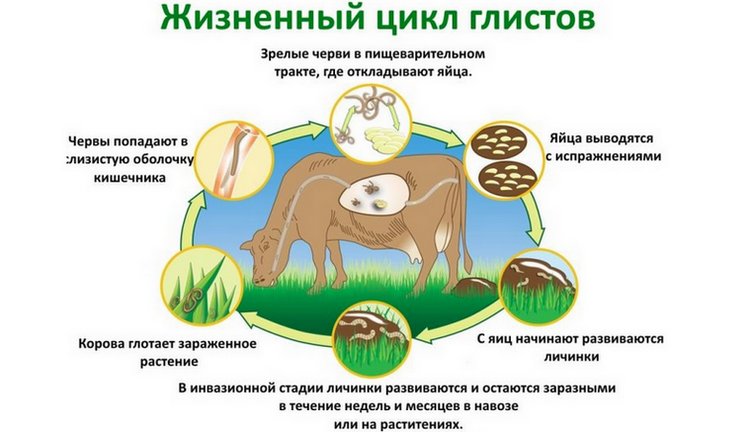 Схемы лечения задержания последа у коров