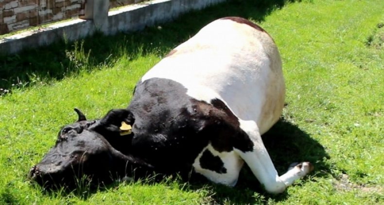 Вздутие живота у коровы