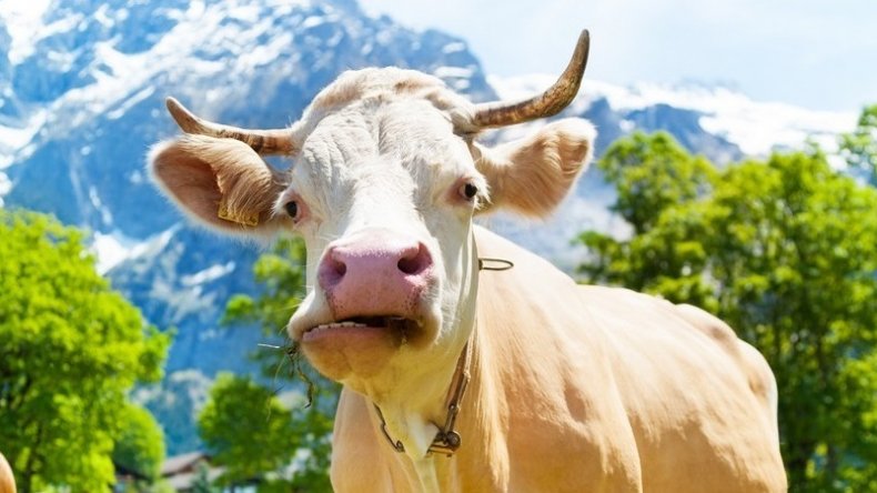 Корова дышит с открытым ртом