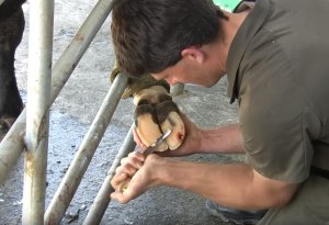 Лечение копыт и ног у коров thumbnail