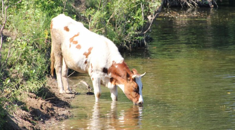 Корова в реке