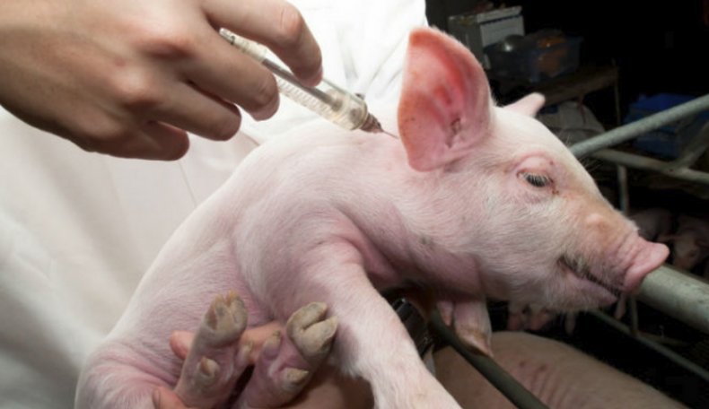 Применение препарата для свиньи