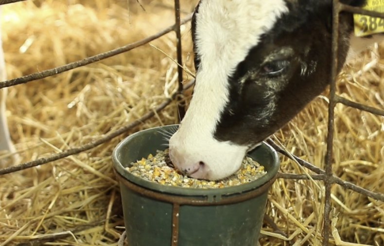 комбикорм, теленок, крупного скота, большинстве случаев составляют, кормовые смеси