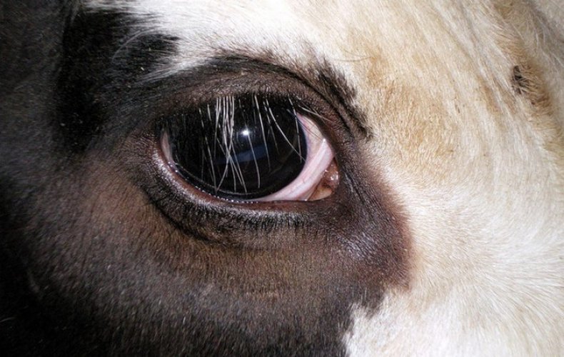 Коровьи глаза