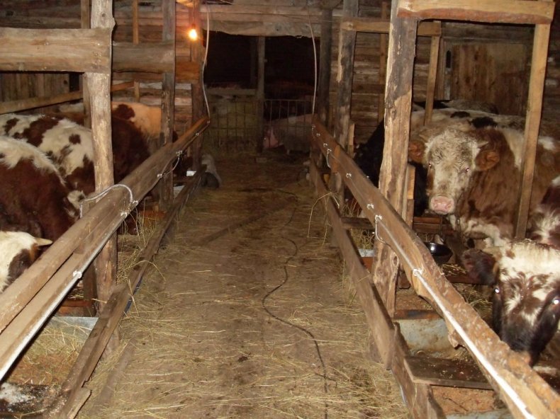 Соответствующие условия содержания коров