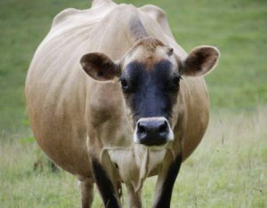 У коровы выкидыш что делать — аборт у коров