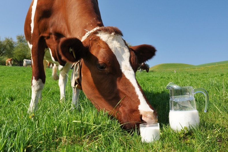 Молоко от оспенной коровы