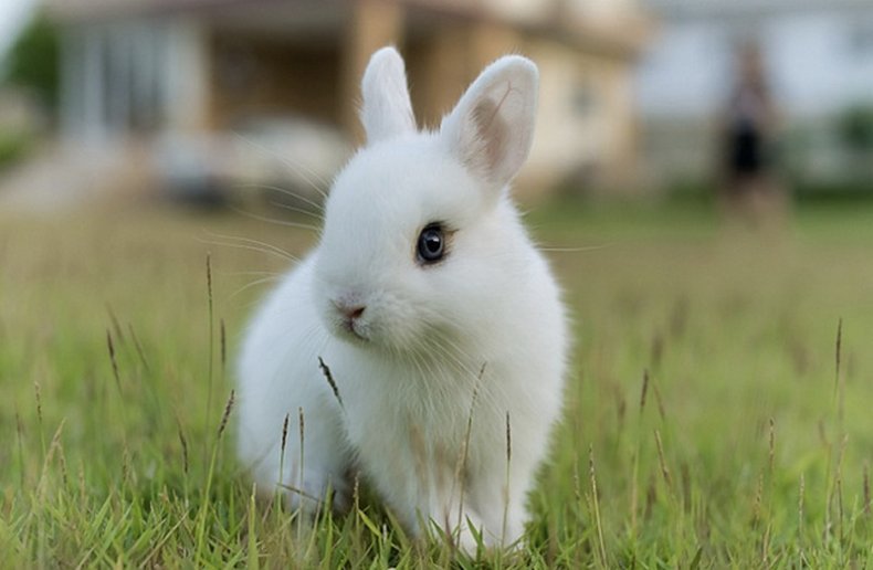 Карликовый короткошёрстный кролик