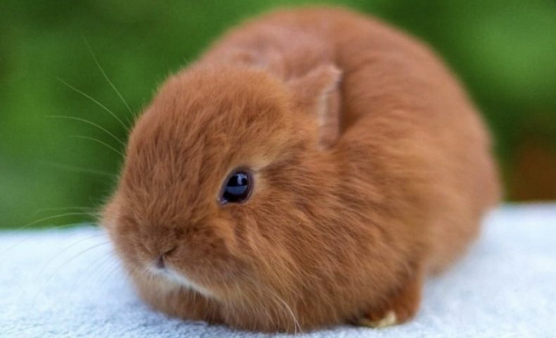 Лисий кролик