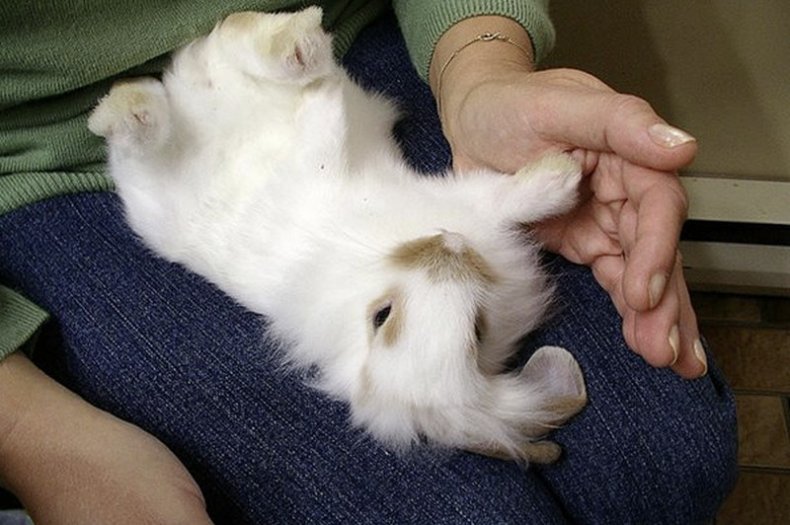 Приучение кролика к рукам