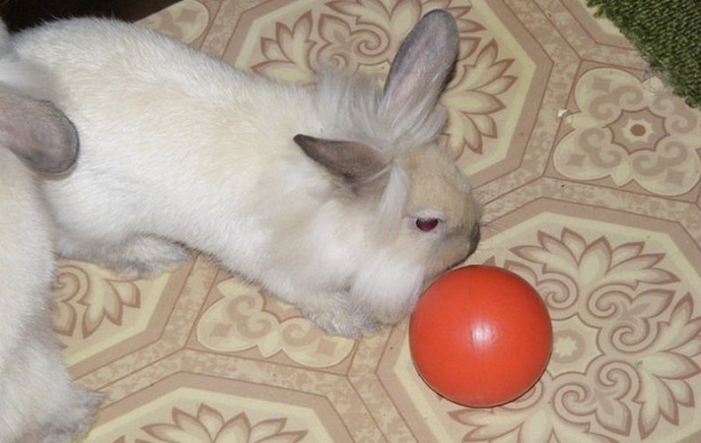 Кролик играет с мячиком
