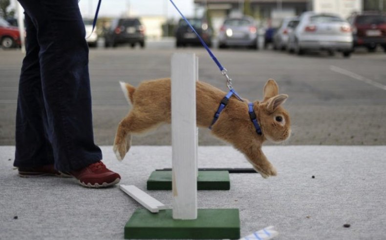 Кролик прыгает через препятствие