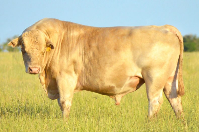 Аулиекольская порода коров