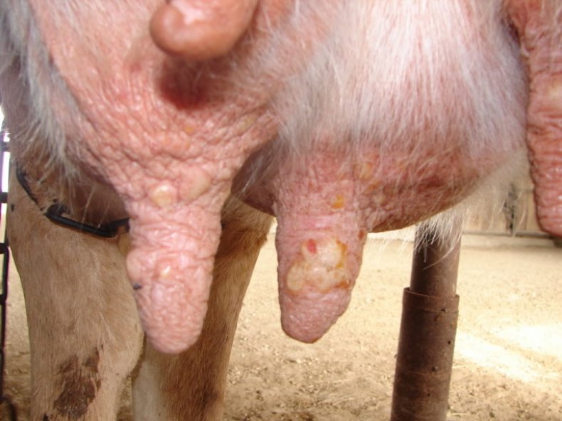 Оспа у коров на сосках вымени лечение thumbnail