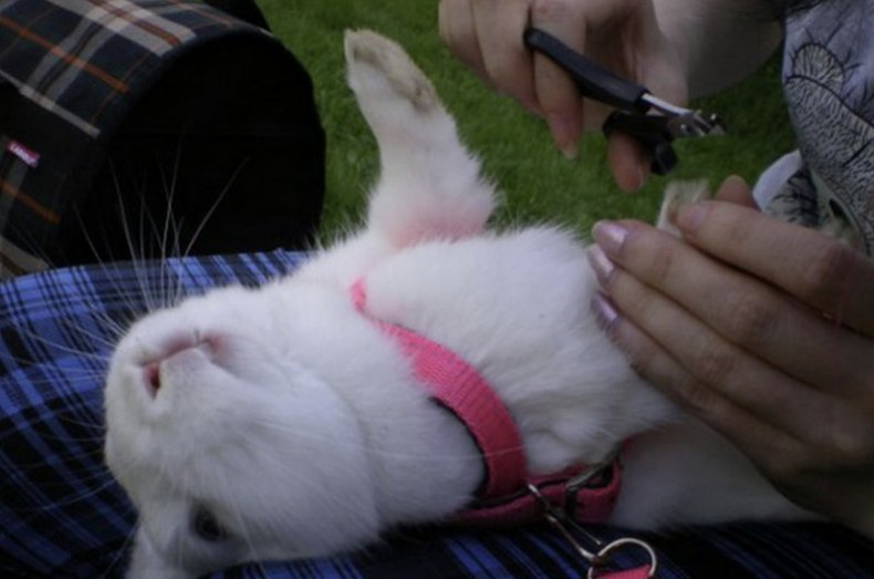Подстригание когтей кролику