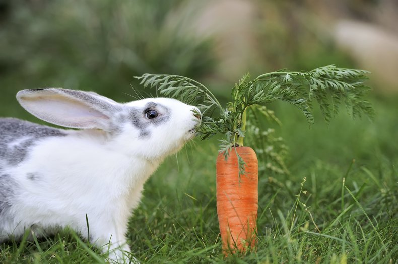 Морковь для кролика