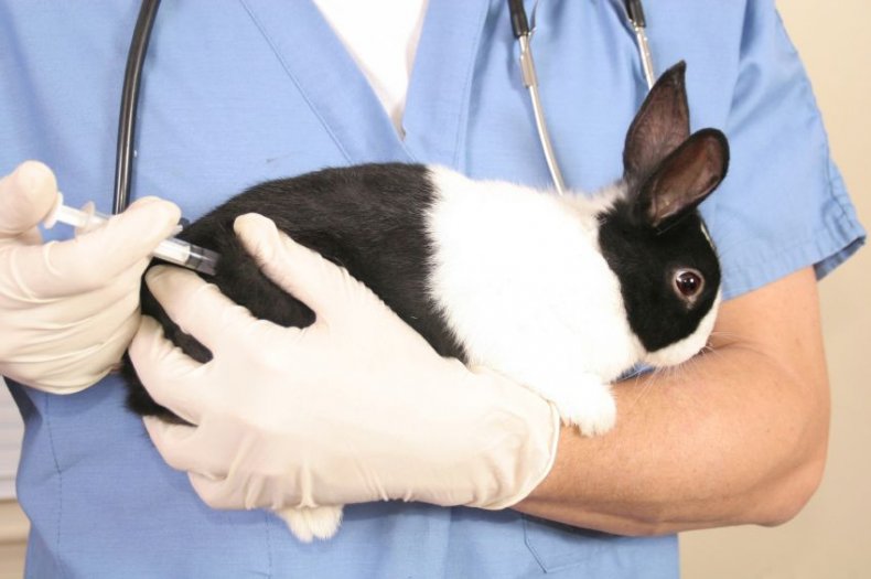 Внутримышечная инъекция кролику