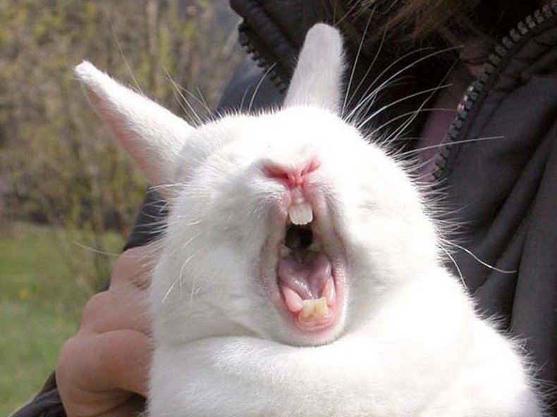 Неадекватная реакция кролика