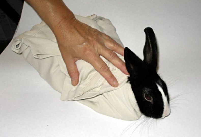 Фиксация кролик полотенцем