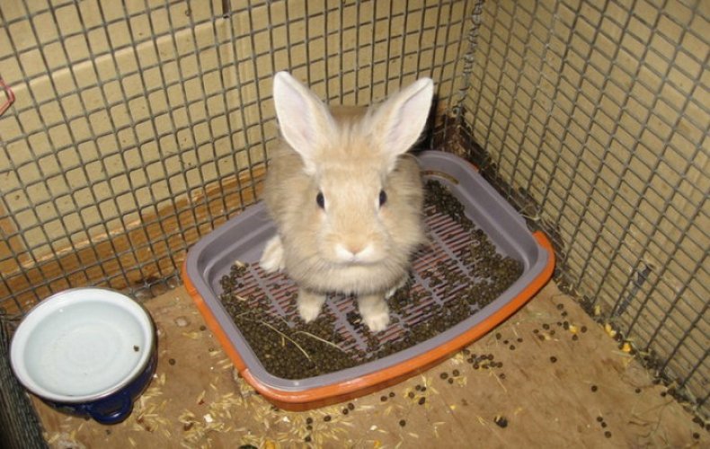 Кролик в лотке