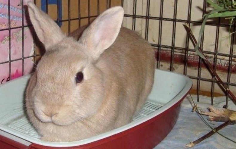 Кролик в лотке