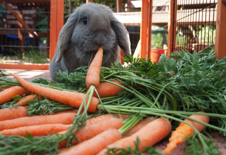 Можно ли кроликам морковь