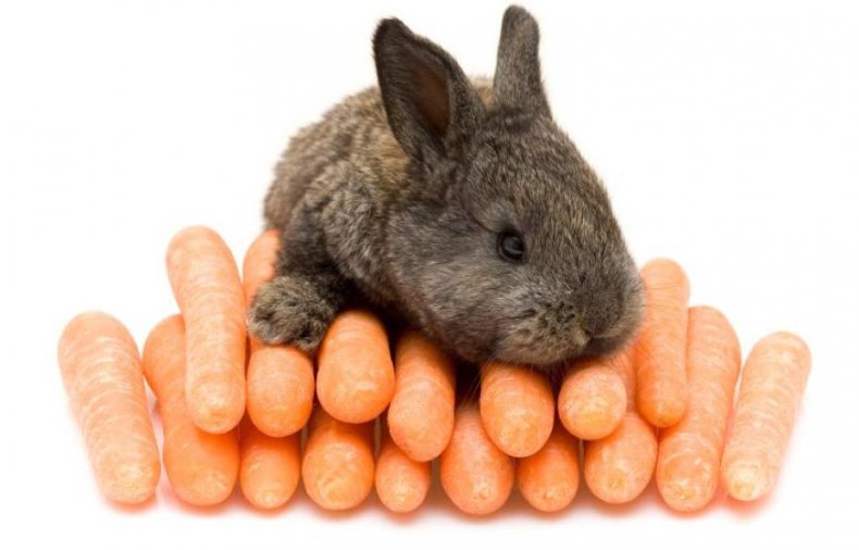 Можно ли кроликам морковь