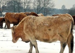 Корова зимой