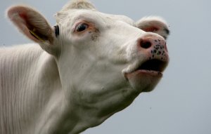 Мычание коровы