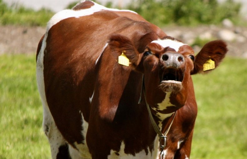 Мычание коровы